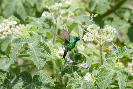 Besourinho de bico vermelho macho (Chlorostilbon lucidus) lindo beija flor voando e se alimentando de n&eacute;ctar do arbusto urtiga