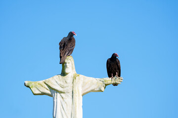 Casal de urubu de cabeça vermelha (Cathartes aura) pousado em uma estátua de Jesus Cristo sob um lindo fundo azul do céu