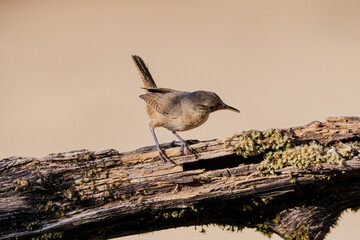 Corruíra (Troglodytes musculus) olhando curiosa o tronco seco da arvore procurando comida