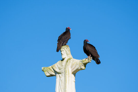 Casal de urubu de cabe&ccedil;a vermelha (Cathartes aura) pousado em uma est&aacute;tua de Jesus Cristo sob um lindo fundo azul do c&eacute;u