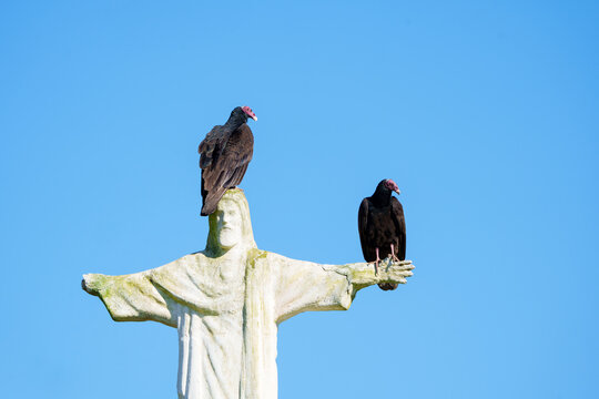 Casal de urubu de cabe&ccedil;a vermelha (Cathartes aura) pousado em uma est&aacute;tua de Jesus Cristo sob um lindo fundo azul do c&eacute;u