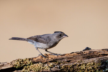 Tico tico rei cinza macho (Coryphospingus pileatus) pousado em um tronco de árvore olhando curioso sob um fundo desfocado