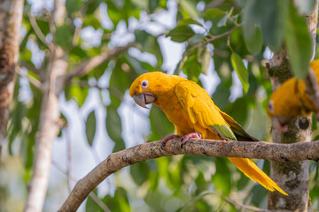 Ararajuba (Guaruba guarouba) ave ameçada em estado vulnerável, encontrada na amazônia, pousada...