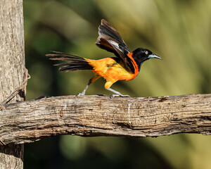 Corrupião (Icterus jamacaii) com as asas levantadas pousado em um galho de árvore sob um fundo...