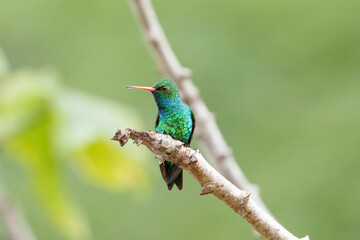 Besourinho de bico vermelho macho (Chlorostilbon lucidus) lindo beija flor sob um fundo desfocado...