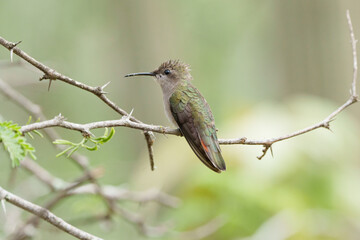 Beija flor vermelho fêmea (Chrysolampis mosquitus) pousado em um galho com espinhos sob um fundo...
