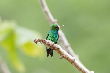 Besourinho de bico vermelho macho (Chlorostilbon lucidus) lindo beija flor sob um fundo desfocado...