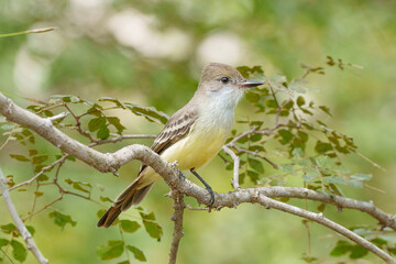 Obraz premium Maria cavaleira de rabo enferrujado (Myiarchus tyrannulus) pousada em seu habitat natural