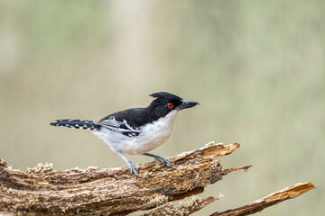 Choró boi macho (Taraba major) olhando para a direita com seu lindo olho vermelho, pousado no galho