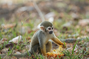 Macaco de cheiro (Saimiri collinsi) comendo um caju bem despreocupado