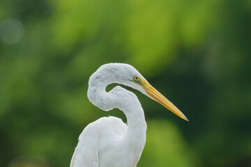 Garça branca grande (Ardea alba) em close up sob um lindo fundo verde desfocado