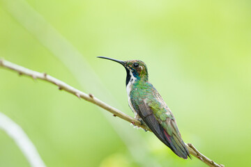 Fototapeta premium Beija flor de veste preta fêmea (Anthracothorax nigricollis) em close up pousado sob um fundo verde desfocado