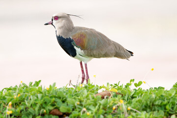Quero Quero (Vanellus chilensis) andando no gramado sob um lindo fundo bem clarinho desfocado