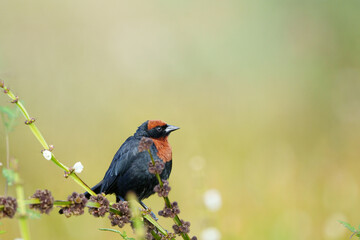 Garibaldi (Chrysomus ruficapillus) pousado em um galhinho com lindas flores sob um fundo verde desfocado