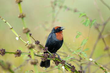Garibaldi (Chrysomus ruficapillus) pousado em um galhinho cantando alto