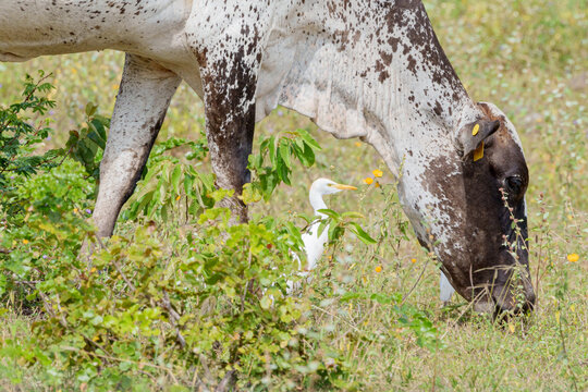 Vaca se alimentando de capim e ao seu lado uma gar&ccedil;a vaqueira (Bubulcus ibis)