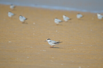 Trinta réis boreal (Sterna hirundo) isolado na areia da praia