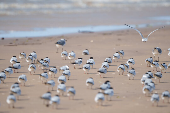 Bando de Trinta r&eacute;is boreal (Sterna hirundo) de costas e algumas gaivotas alegres (Leucophaeus atricilla) na ilha de Colares-PA no Brasil