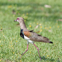 Lindo Quero Quero (Vanellus chilensis) andando no gramado em seu habitat natural