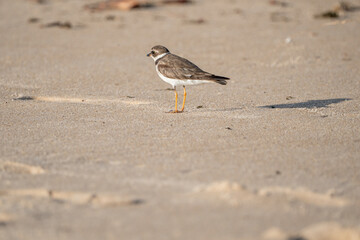 Batuíra de bando (Charadrius semipalmatus) sob a areia da praia