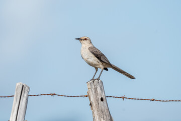 Sábia da praia (Mimus gilvus) pousado em uma cerca de arame farpado sob um céu azul