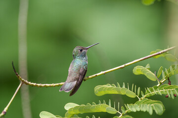 Beija flor de banda branca (Chrysuronia versicolor) pousado sob um lindo fundo desfocado