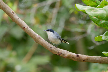 Balança rabo do nordeste (Polioptila atricapilla) pousado em um galho de planta