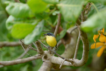 Ferreirinho relógio (Todirostrum cinereum) pousado em uma árvore, no seu habitat natural