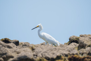 Garça branca pequena (Egretta thula) nos corais da praia procurando comido sob um fundo azul desfocado