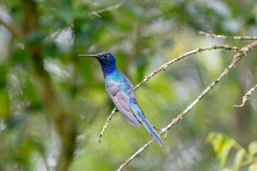 Beija flor tesoura pousado em um lindo galho sob um fundo desfocado (Eupetomena macroura)