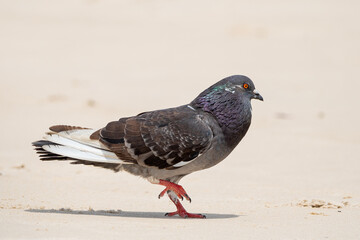 Lindo pombo doméstico em close up (Columba livia) na praia andando bem depressa