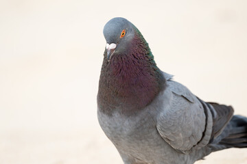 Lindo pombo doméstico em close up (Columba livia) na praia so um lindo fundo desfocado, olhando de lado muito curioso