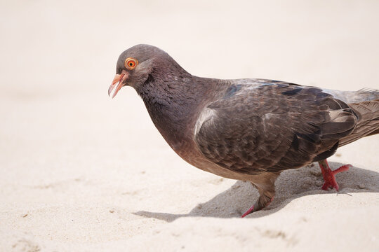 Lindo pombo dom&eacute;stico em close up (Columba livia) na areia da praia, cantando e orando de lado.