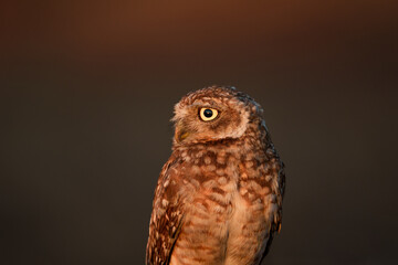 Coruja Buraqueira (Athene cunicularia) em close-up olhando para a esquerda com um fundo do...