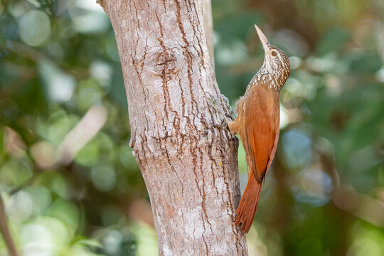 Arapa&ccedil;u de bico brando (Dendroplex picus) subindo em tronco de &aacute;rvore, olhando para cima