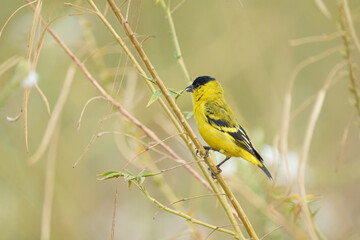Pintassilgo do nordeste (macho) ave ameaçada em estado vulnerável pela lista vermelha da IUCN,...