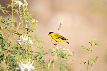 Pintassilgo do nordeste (macho) ave ameaçada em estado vulnerável pela lista vermelha da IUCN, se alimentado de uma espécie de planta da caatinga do nordeste brasileiro (Spinus yarrellii)