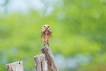 Coruja buraqueira (Athene cunicularia) de perfil olhando para frente pousada em um galho com um...