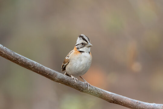 Tico tico (Zonotrichia capensis) pousado em um galho reto na diagonal olhando para a direita com um fundo desfocado marrom