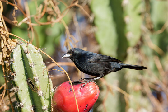 Pipira preta macho (Tachyphonus rufus) pousado com o corpo virado para a esquerda em cima de um fruto de mandacaru com o fundo levemente desfocado