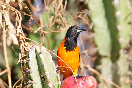 Corrupi&atilde;o adulto (Icterus jamacaii) olhando para frente com sua cabe&ccedil;a virada para direita pousado em um fruto do mandacaru com o fundo levemente desfocado