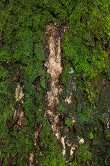 Natural background of mossy tree bark