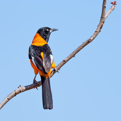 Corrupião adulto (Icterus jamacaii) olhando para trás com sua cabeça virada para direita pousado...
