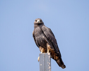 Águia serrana jovem (Geranoaetus melanoleucus) levemente virada para a esquerda enquanto olha diretamente para frente pousada em uma madeira com um céu azul totalmente limpo