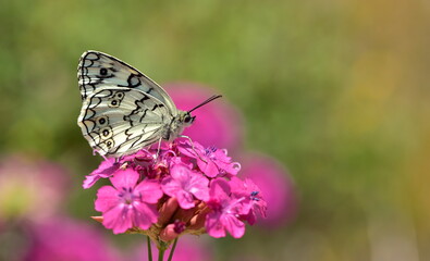 Melanargia Larissa 1113