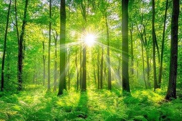 Obraz premium Forest Sunlight Dappled Light Through Trees A Lush Green Forest. Tranquil And Peaceful. Outdoor