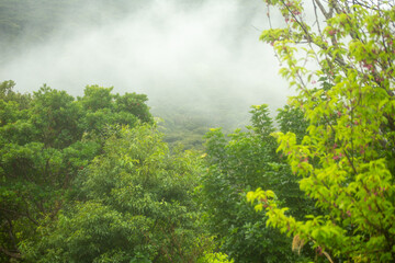 Fototapeta premium 霧の朝の奄美大島集落裏手の山。