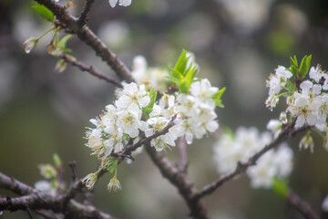 満開のスモモの花。