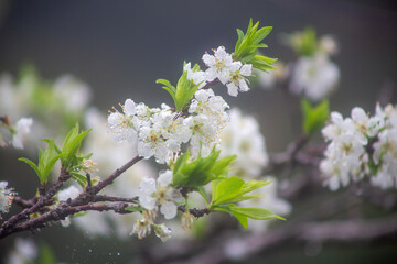 満開のスモモの花。