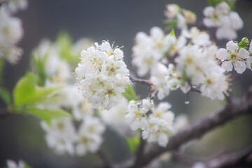Fototapeta premium 満開のスモモの花。